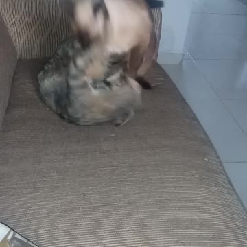 Juninho and Adele have fun!