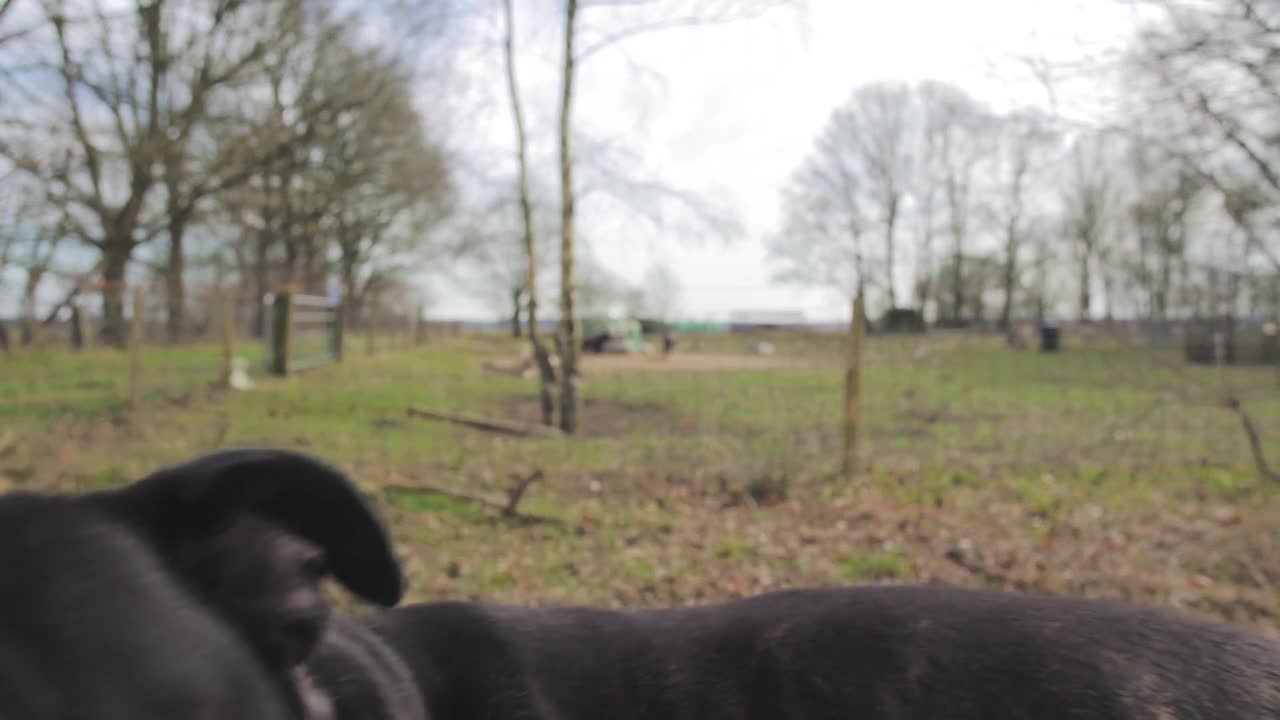 cute dog