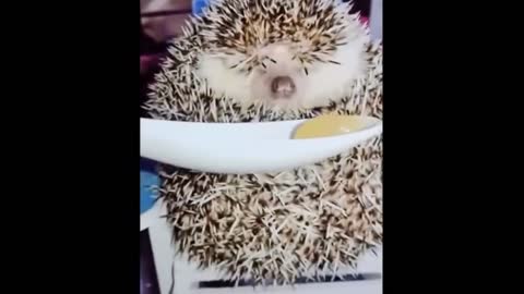 Do you want a little pudding-loving hedgehog?