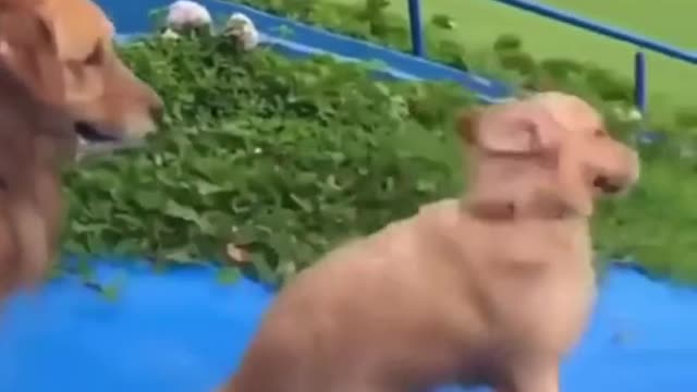 Funny dog slips into the abyss