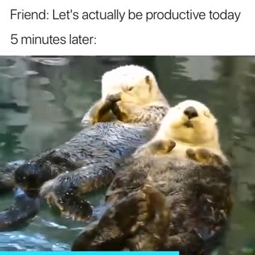 Beavers are on the water