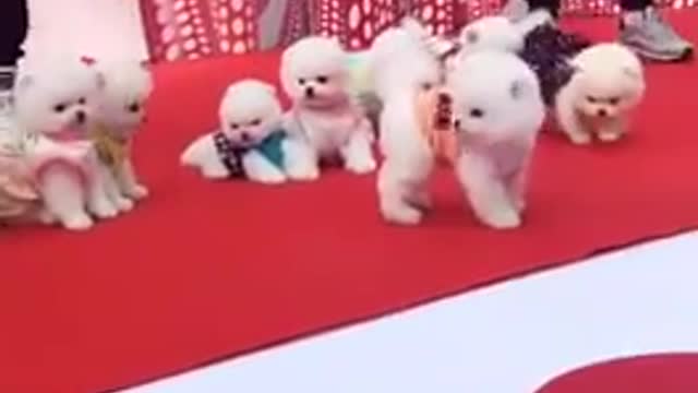 Cute puppy 😍 must watch