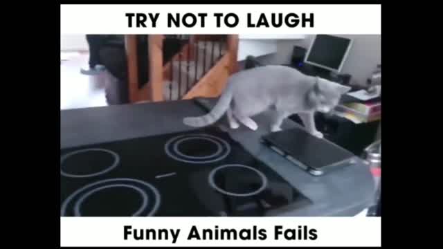 Cat vs toaster - try not to laugh