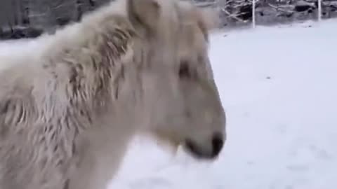 A horse in the snow