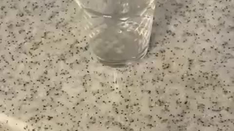 cute funny videos 😹😻 funny moments_ funny cats _ comedy videos