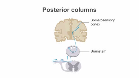 Clinical Neurology Essentials 7.Evaluating sensation