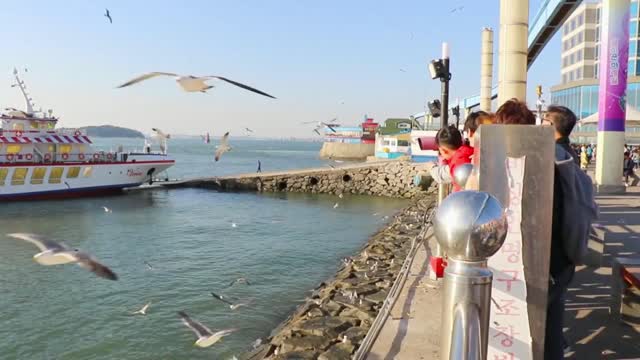 Birds In Flight At The Ocean