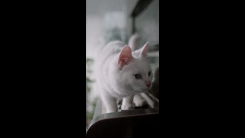 this cat is playing the piano