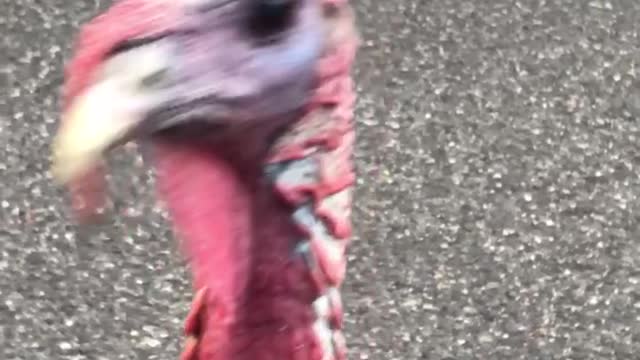 Making contact with wild turkeys while her daughter is scared
