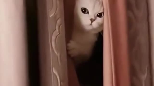 Funniest Cat Videos That Will Make You Laugh - Funny Cats and Dogs Videos