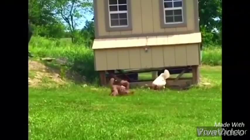 funny chicken chasing a kid 2021