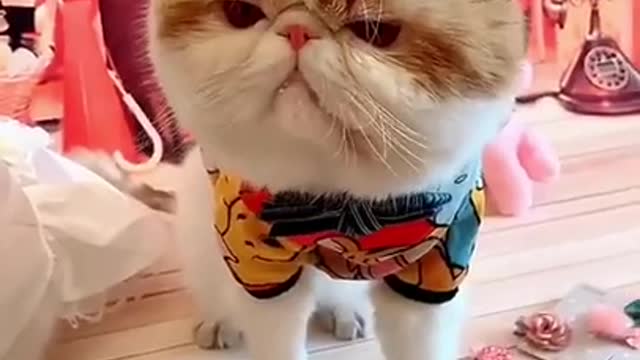 Lovely Cat, black cat, cats, funny cats 😹 Cute and Funny Animals Compilation