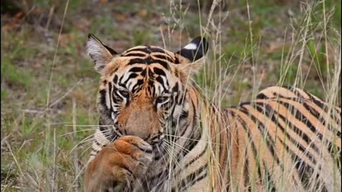 Tiger 🐆🐆🐅🐅