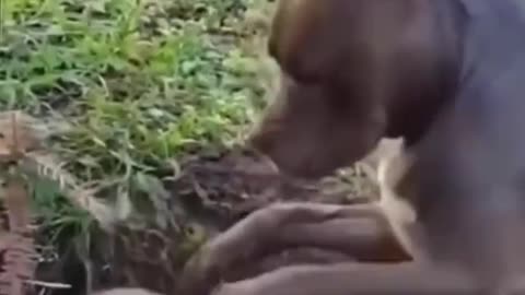 Share the most interesting video with you 15