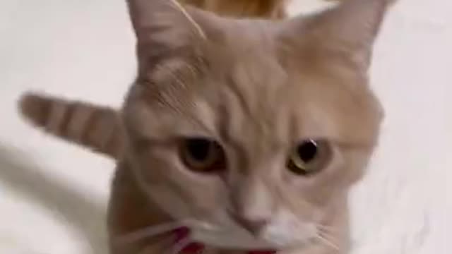 cute cat shorts❤#shorts #cutecat