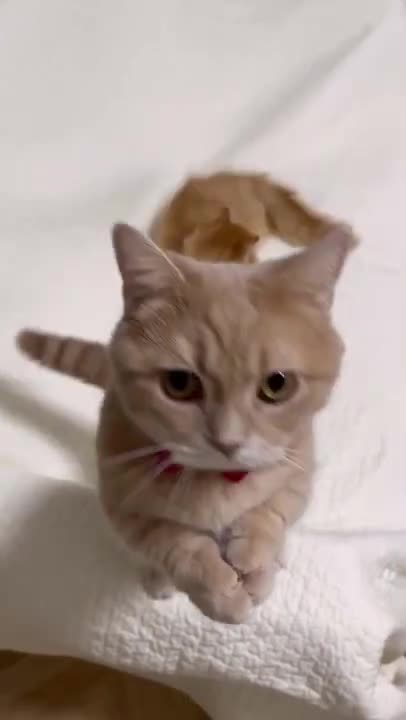 cute cat shorts❤#shorts #cutecat