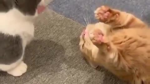 cats lover huuuum