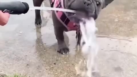 AWW SO FUNNY 😂😂 Super Dogs And Cats Reaction Video (Honest Audio) Part-1