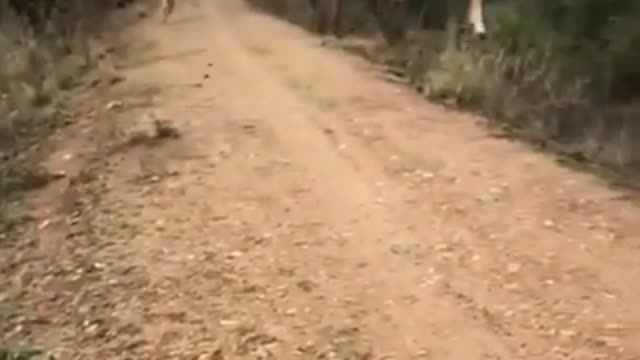 WILD DEER HIGH AND LONG JUMP😲