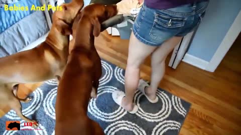 Funny baby and vizla dogs playing together