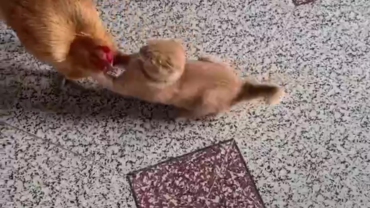 Rooster And Cat's Friendly Fight #shorts #shortvideo #video #virals #videoviral