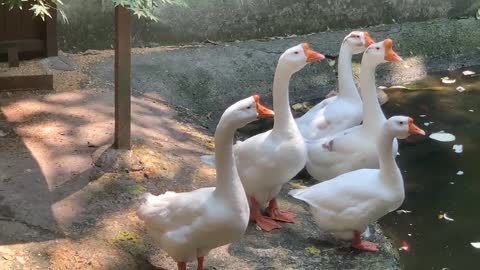 The white swan is looking at the food opposite