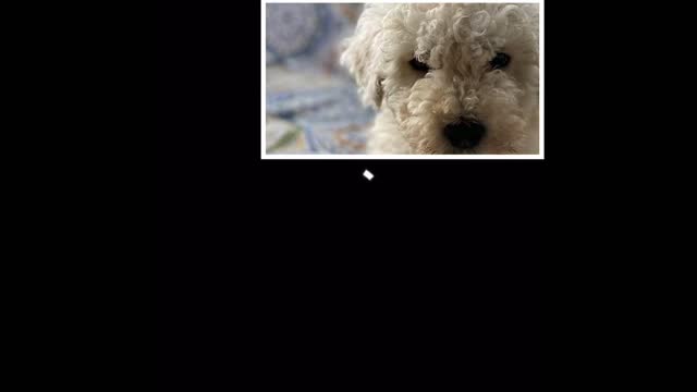 Cute n Funny Pets watched by my Komondor.