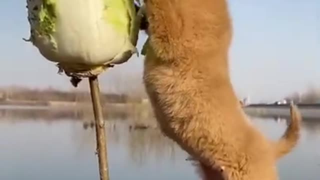 Cute Animals,lovely Animals Funny animals Reaction 2021