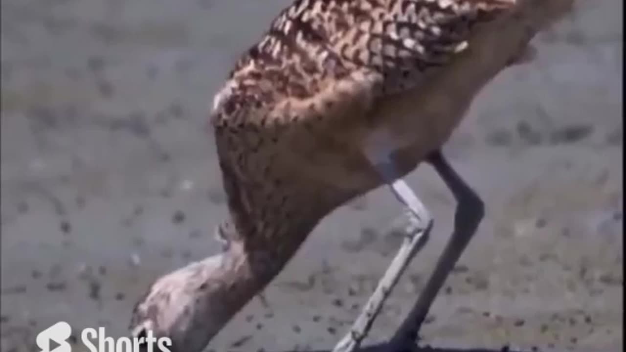 It's Intelligence That Matters More #shorts #shortvideo #video #virals #videoviral