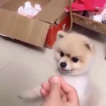 PETS NEVER LIE ABOUT LOVE-39 #shorts