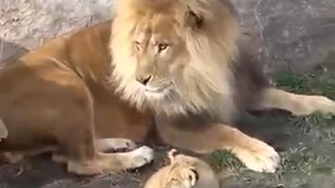 Funny Father of Lion Cub 🤣 | Nouman Hassan