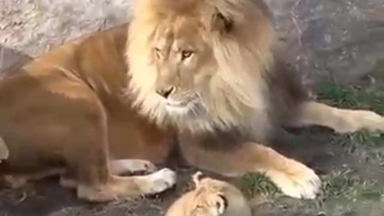 Funny Father of Lion Cub 🤣 | Nouman Hassan