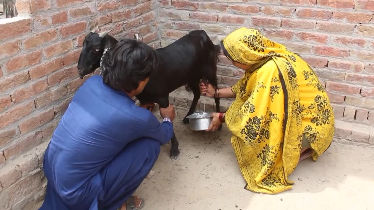 Goat Milked today - Pakistani Wife After Marriage - Pak Family Vlogs - Most Beautiful Village Life