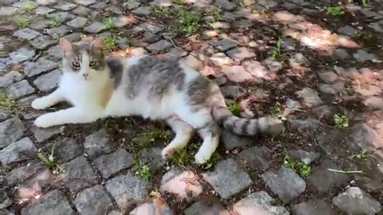 Incredibly beautiful Cats living in the park. I gave them food. 😍