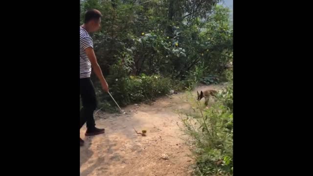 FUNNY ANIMAL VIDEO 🤣😂