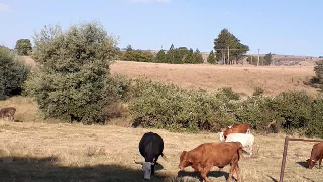 Cows of South Africa