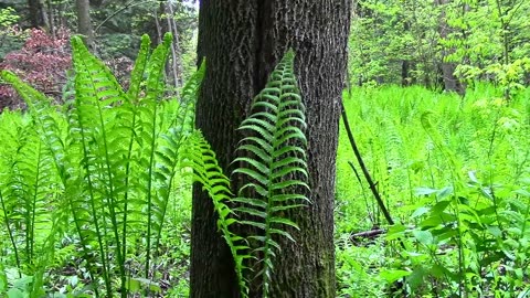 Wild food foraging - season 3