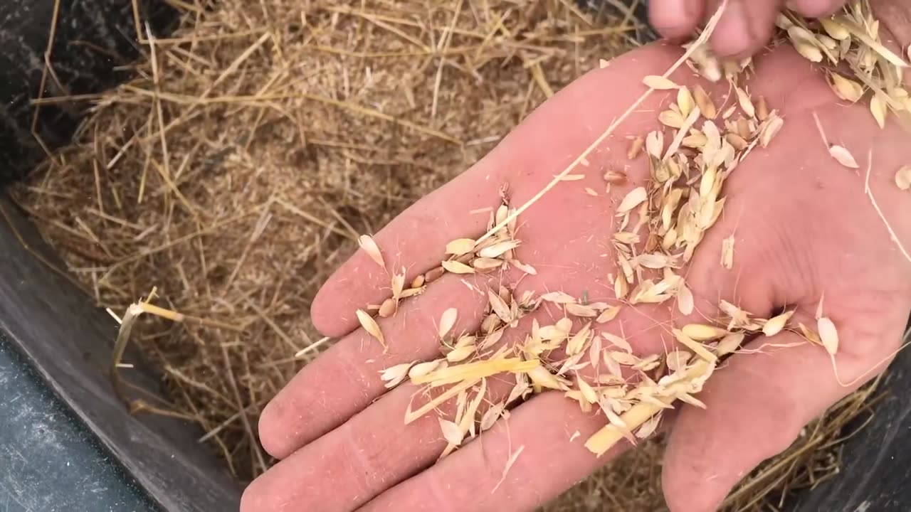 Growing Wheat For The First Time