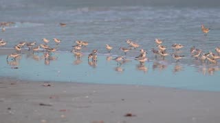 A large flock of Sanderlings is feeding on the beach.