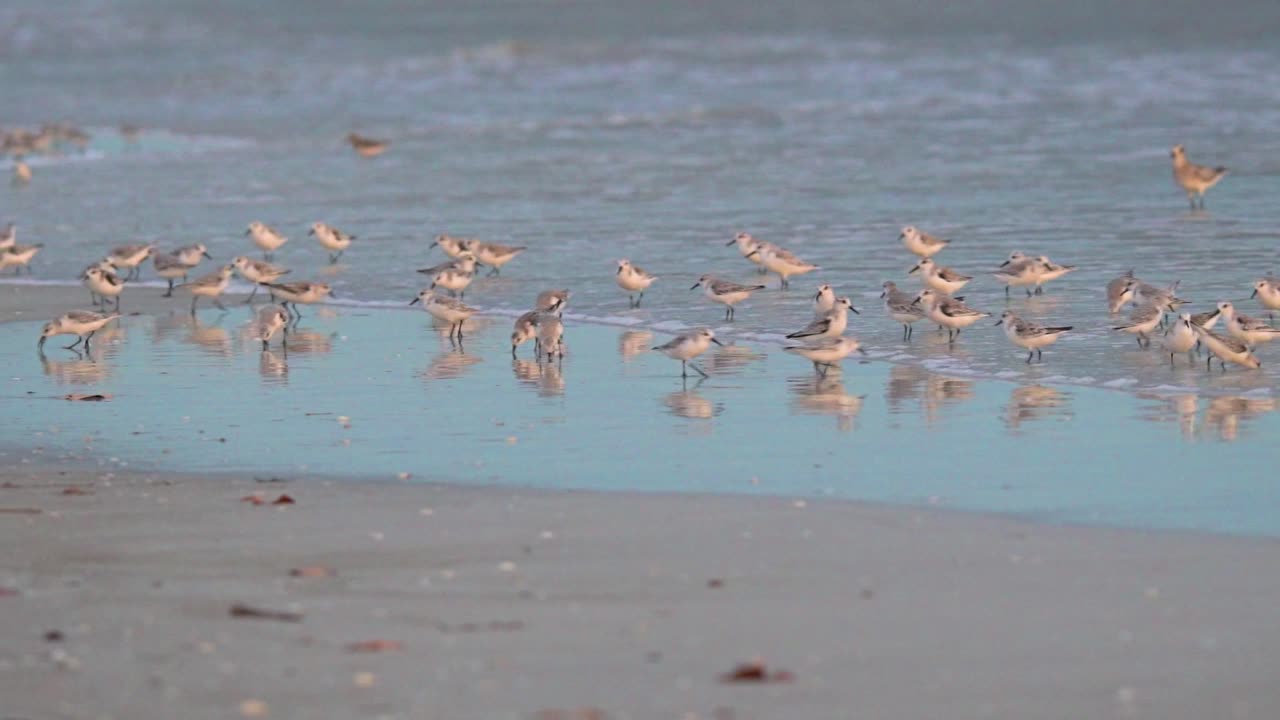 A large flock of Sanderlings is feeding on the beach.