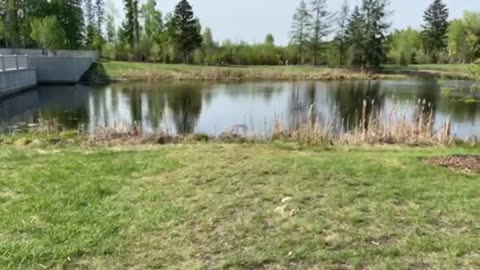 Nature and garden: Basin, #fountain & #lake in this #beautiful #garden