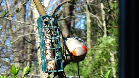 Red-Bellied Woodpecker is very hungry