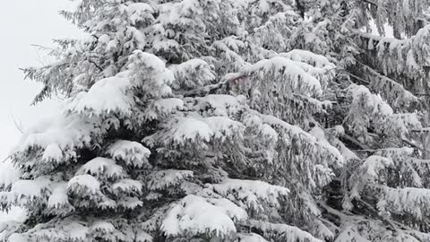 snow covered branches moved by the wind