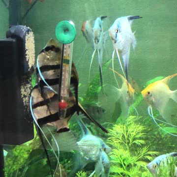 Zebra Angelfish fertilizes eggs