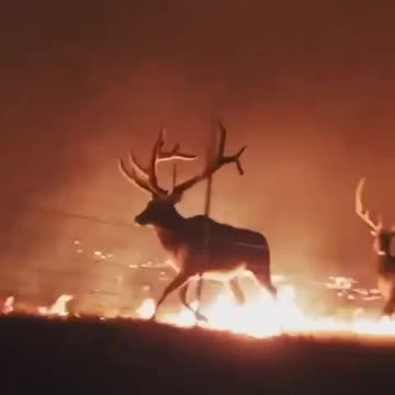 Massive wildfires reported in wyoming at bighorn national forest....