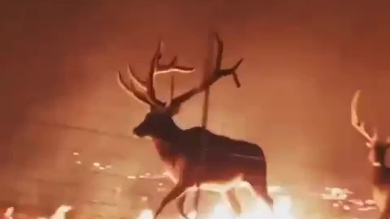 Massive wildfires reported in wyoming at bighorn national forest....