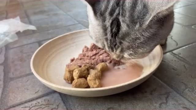 Food preparation for cat owners