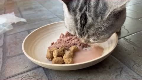 Food preparation for cat owners