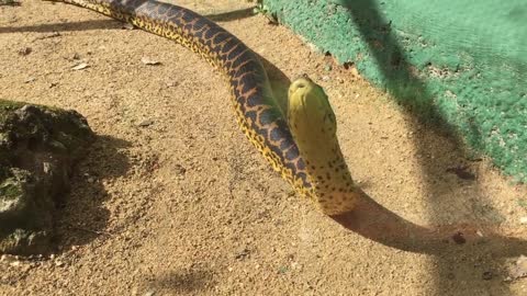 Serpiente zoologicominicana