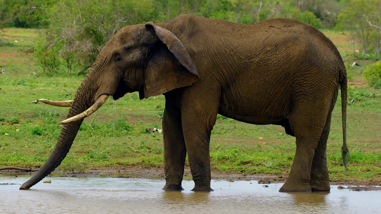 Elephant drinking water from a river, A slow motion close-up